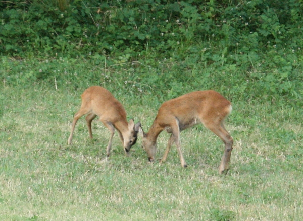 Il Capriolo